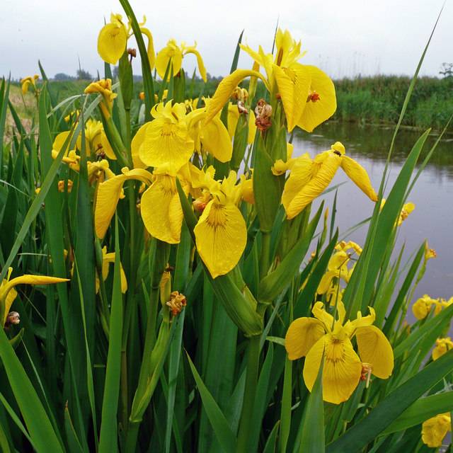 Ирис жёлтый или болотный (Iris-Pseudacorus)