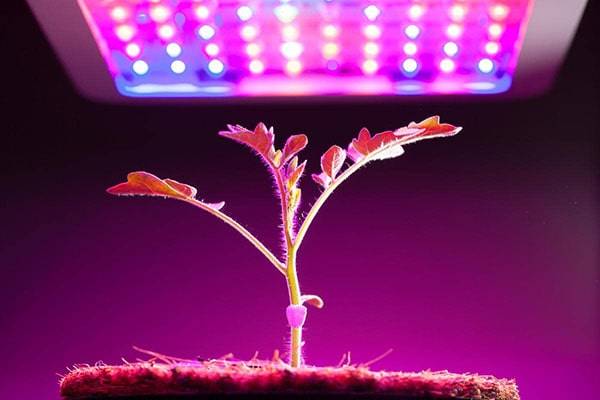 Светодиодные фитолампы для растений